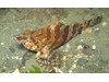 Photo of Oxylebius pictus